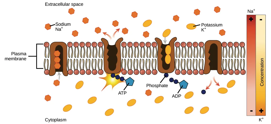 Ionic movement across neuron membrane